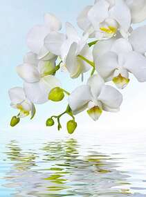 Фотопанно Divino Орхидея над водой (C-244) оптом